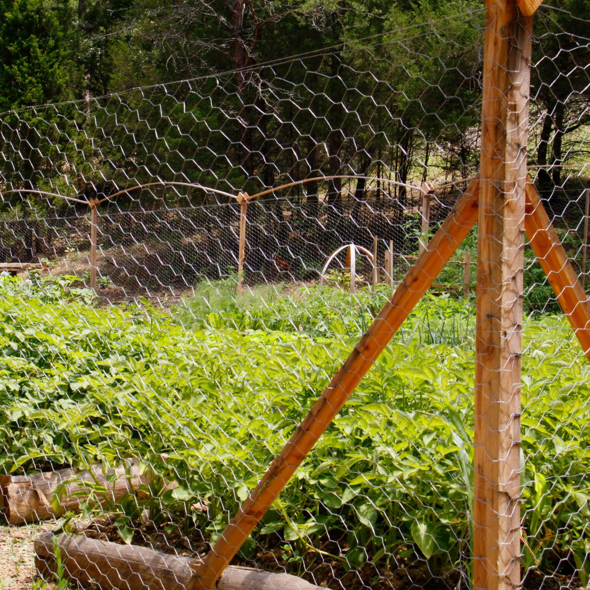 Welded Wire Fence Mesh Poultry Netting - Galv. 4 ft. x 25 ft.