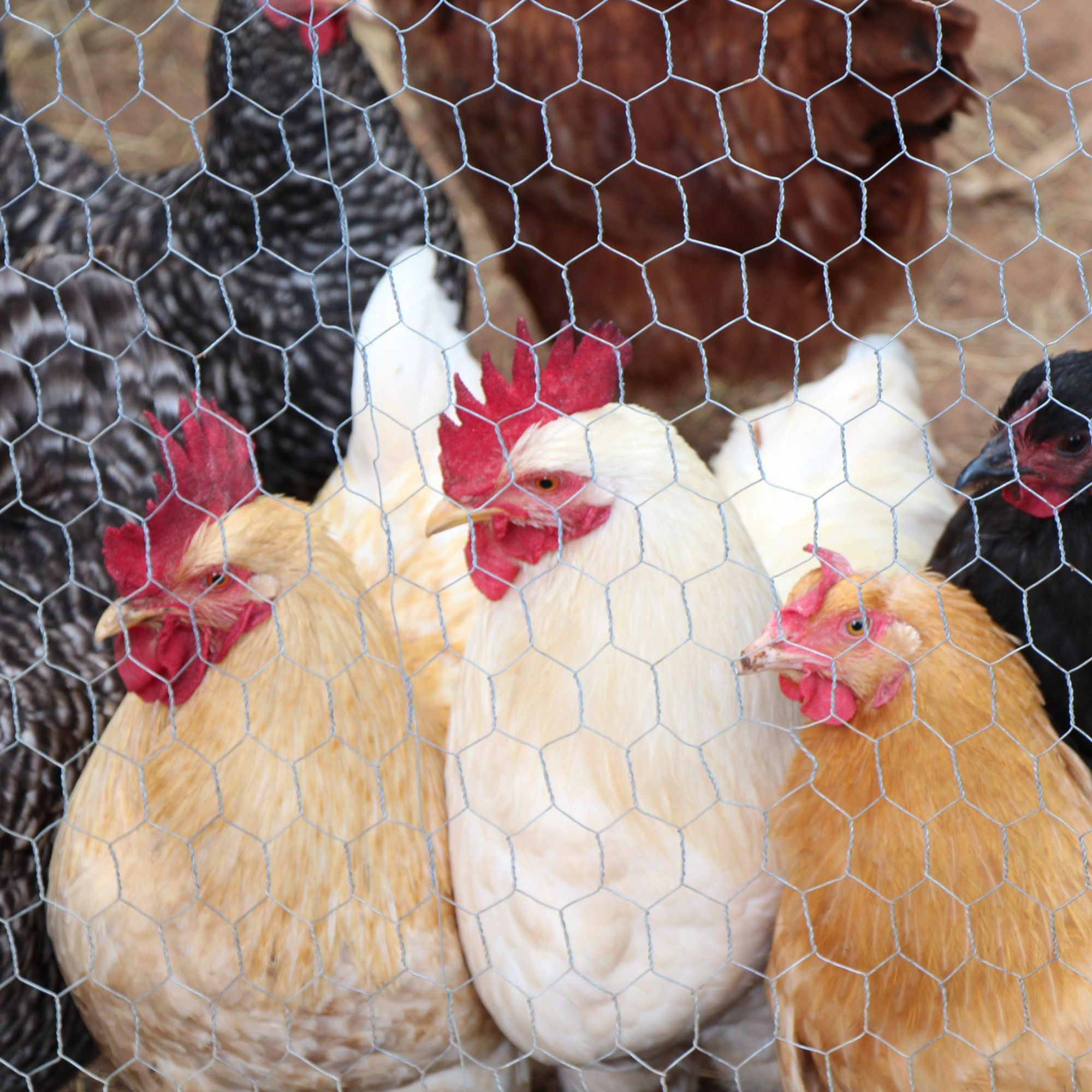 Welded Wire Fence Mesh Poultry Netting - Galv. 4 ft. x 25 ft.
