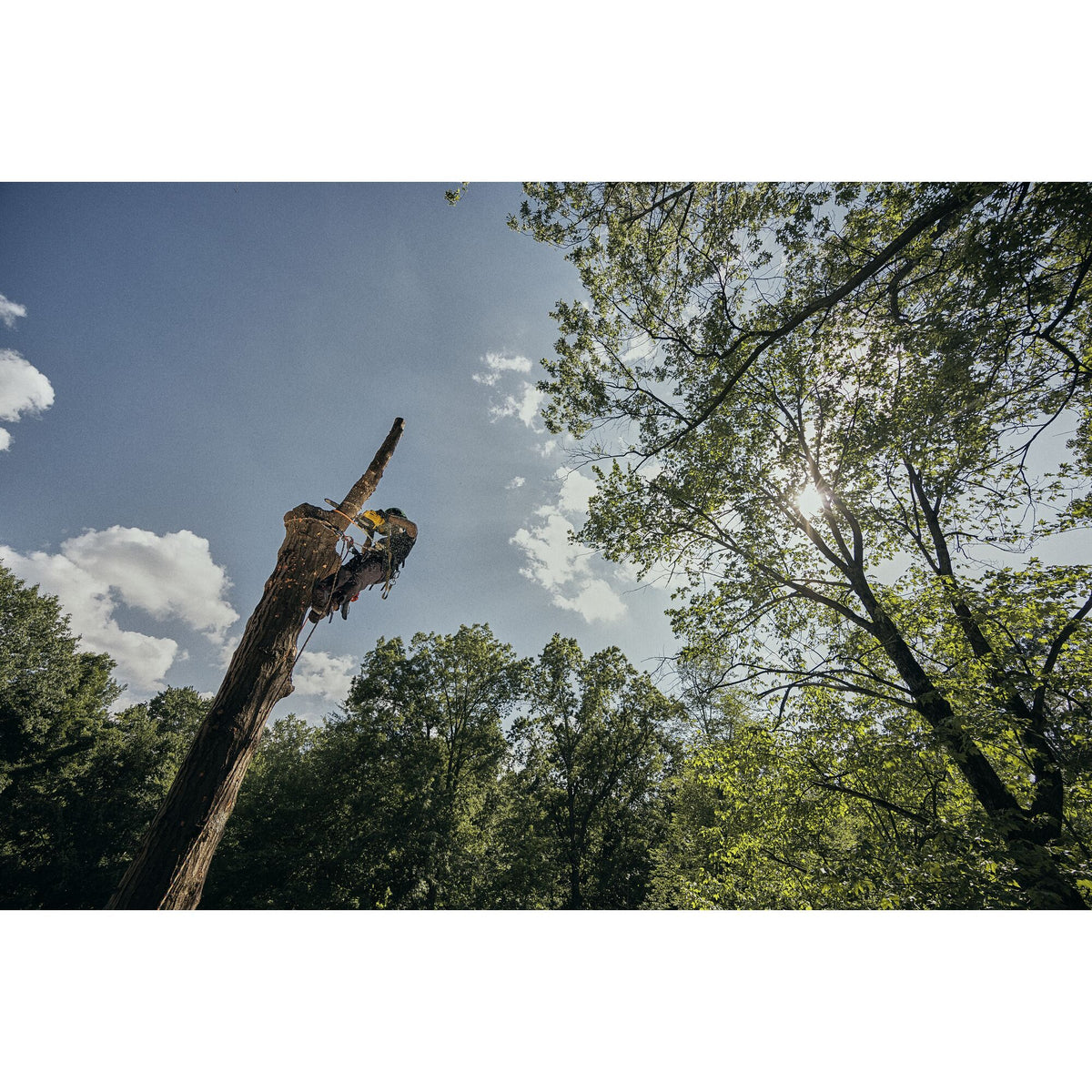 Dewalt DCCS674X2-CA 60V Top Hdl Chainsaw 14 in., 2X9.0Ah